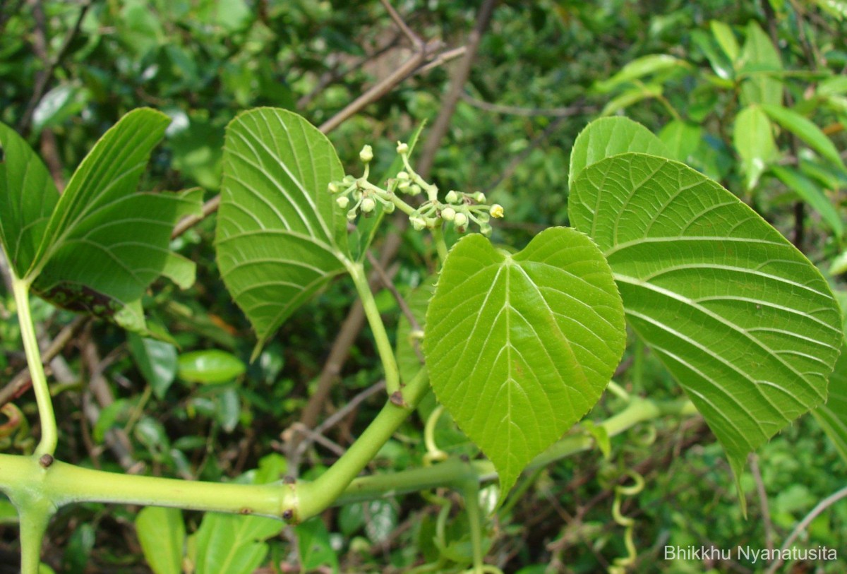 Cissus latifolia Lam.